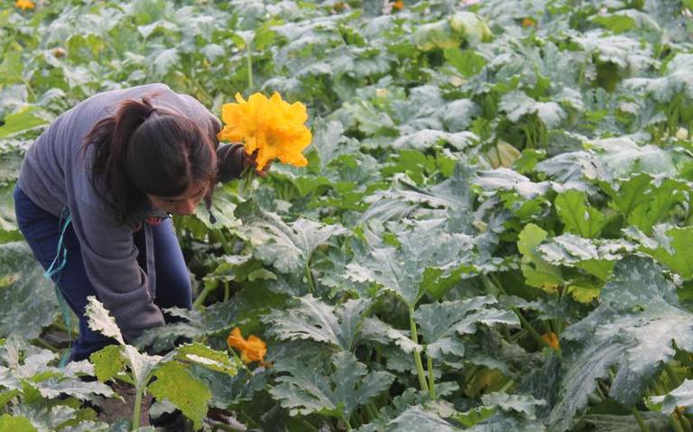 Inicia corte de la flor de calabaza, en Tepeyanco - El Sol de Tlaxcala |  Noticias Locales, Policiacas, sobre México, Tlaxcala y el Mundo
