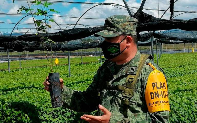 Producen en el Ejército árboles para reforestar - El Sol de Tlaxcala |  Noticias Locales, Policiacas, sobre México, Tlaxcala y el Mundo