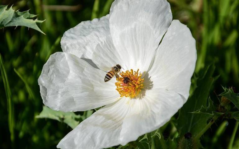 Abeja, un ser muy especial: apicultora - El Sol de Tlaxcala | Noticias  Locales, Policiacas, sobre México, Tlaxcala y el Mundo