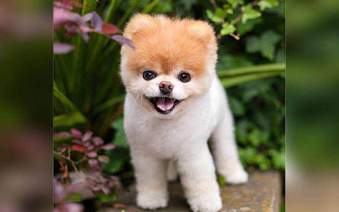 Muere Boo, el perrito más bonito del mundo; se quedó 