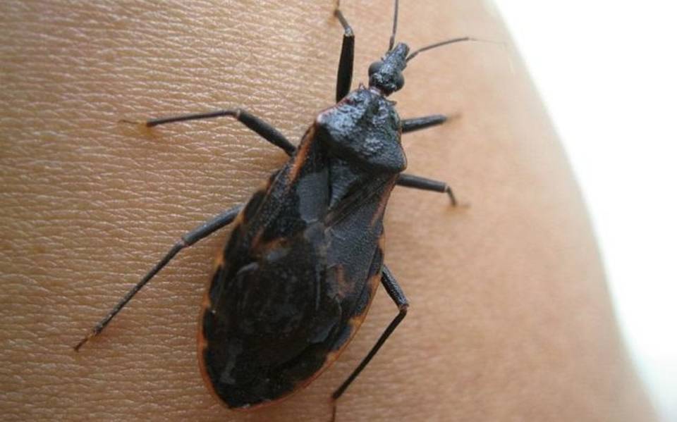 Reclamación sobresalir Burro Vinchuca, el diminuto insecto que podría poner en riesgo tu salud - El Sol  de México | Noticias, Deportes, Gossip, Columnas