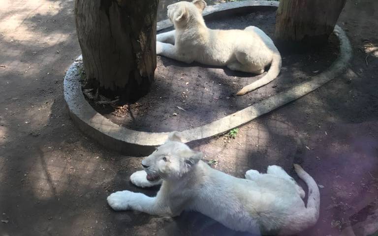 Iztaxóchitl y Tlayólotl, los nombres de leones blancos - El Sol de Tlaxcala  | Noticias Locales, Policiacas, sobre México, Tlaxcala y el Mundo