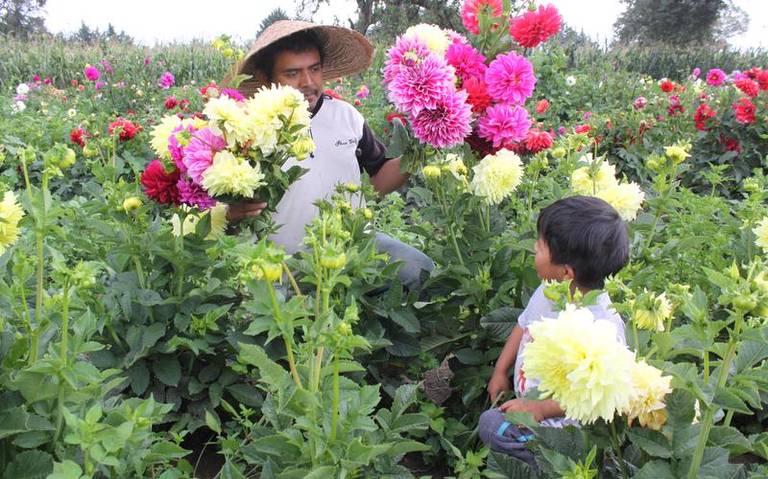 Registran pérdidas productores de dalias, en Huamantla - El Sol de Tlaxcala  | Noticias Locales, Policiacas, sobre México, Tlaxcala y el Mundo