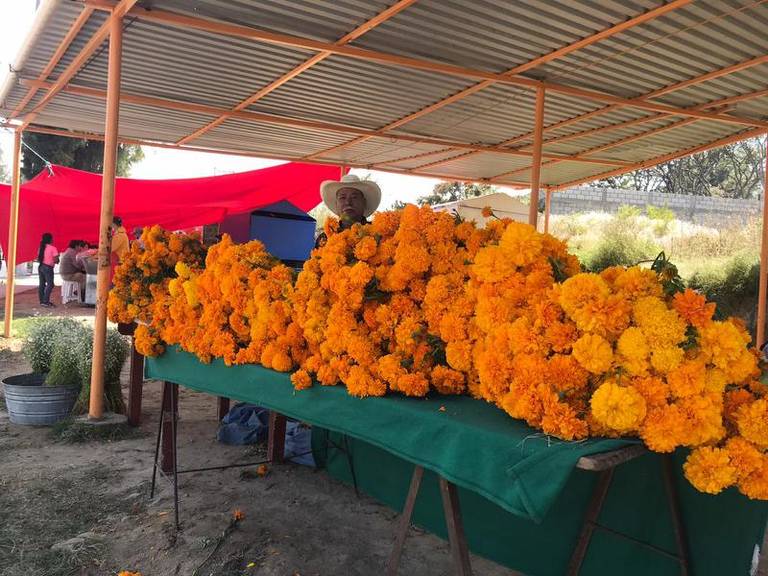 Bajarán ventas de flor de cempasúchil, dicen productores - El Sol de  Tlaxcala | Noticias Locales, Policiacas, sobre México, Tlaxcala y el Mundo