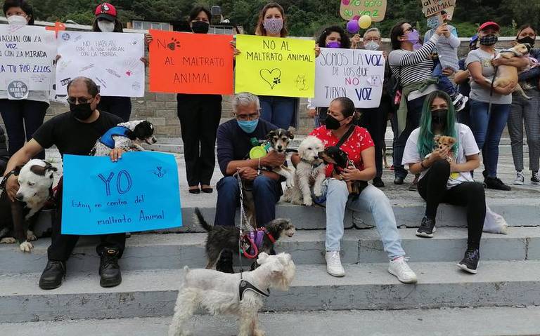Con protesta pacífica, demandan sancionar el maltrato a animales - El Sol  de Tlaxcala | Noticias Locales, Policiacas, sobre México, Tlaxcala y el  Mundo