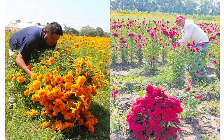 Para Día de Muertos, producen flores de calidad en la entidad - El Sol de  Tlaxcala | Noticias Locales, Policiacas, sobre México, Tlaxcala y el Mundo