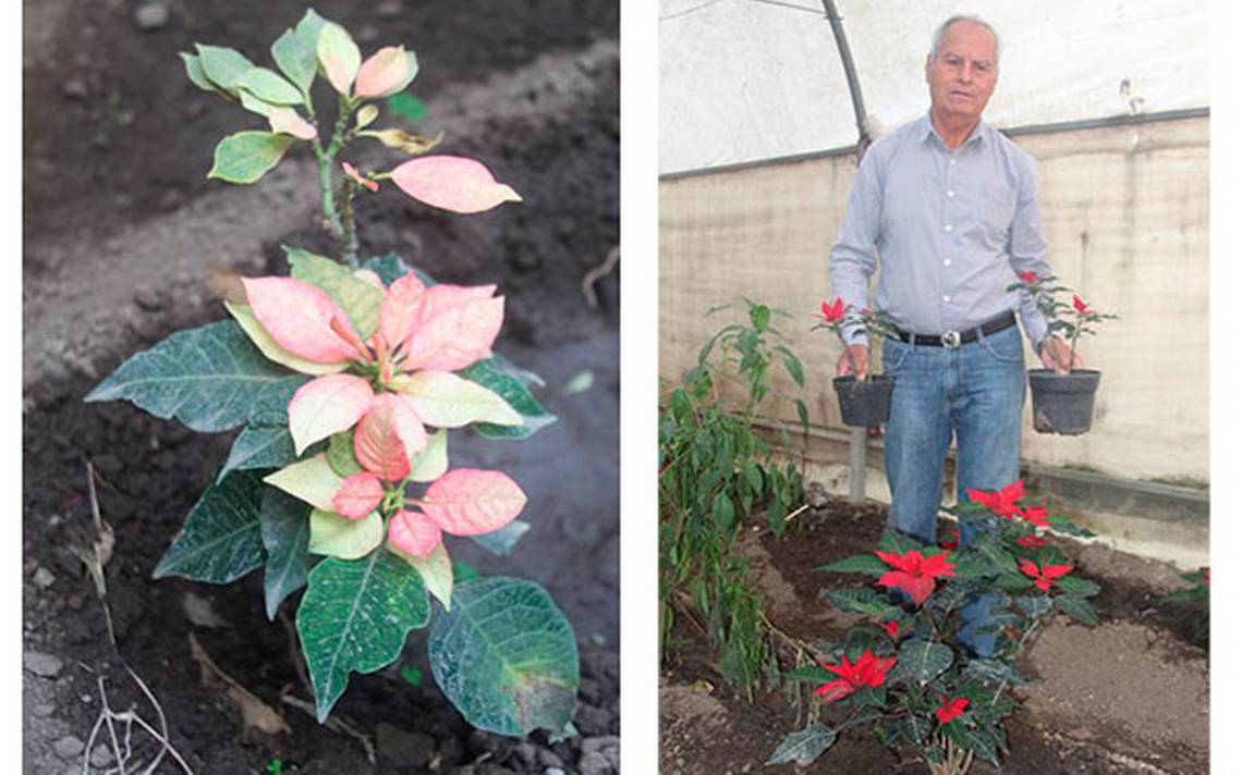 Cultivan los invernaderos la flor de nochebuena - El Sol de Tlaxcala |  Noticias Locales, Policiacas, sobre México, Tlaxcala y el Mundo