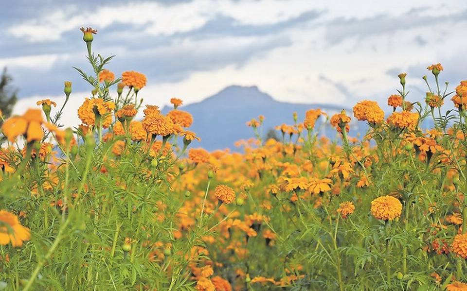 Listas, flores para el Día de Muertos en Tlaxcala - El Sol de Tlaxcala |  Noticias Locales, Policiacas, sobre México, Tlaxcala y el Mundo