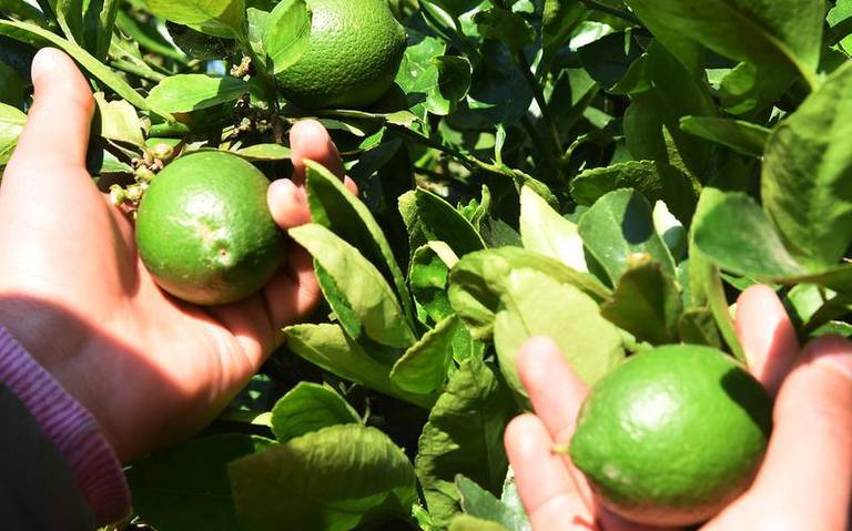 En época de crisis, árboles de limón ayudan a la economía familiar - El Sol  de Tlaxcala | Noticias Locales, Policiacas, sobre México, Tlaxcala y el  Mundo