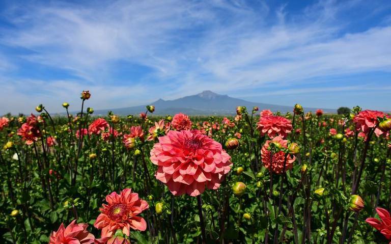 Video] Dalia, flor usada para tapetes de Huamantla en honor a la Virgen de  la Caridad - El Sol de Tlaxcala | Noticias Locales, Policiacas, sobre  México, Tlaxcala y el Mundo