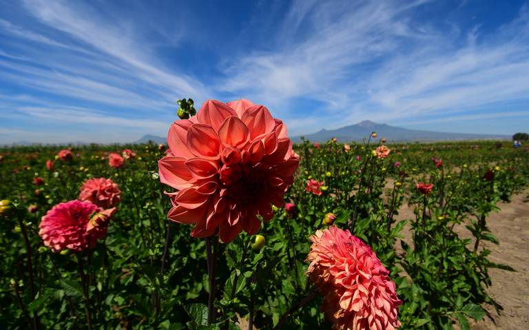 Flor de dalia es nuevo Patrimonio Cultural Inmaterial de Tlaxcala - El Sol  de Tlaxcala | Noticias Locales, Policiacas, sobre México, Tlaxcala y el  Mundo
